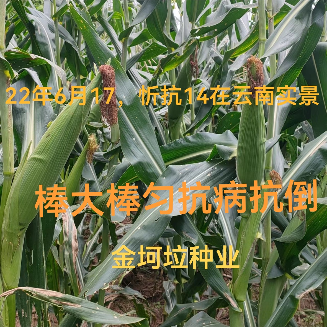 忻抗14玉米种子杂交产量高棒子大矮杆高抗锈病山东厂家直供包邮